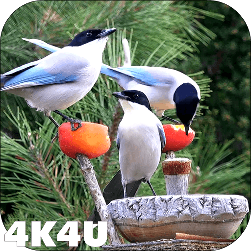 4K Garden Birds Video Live Wal