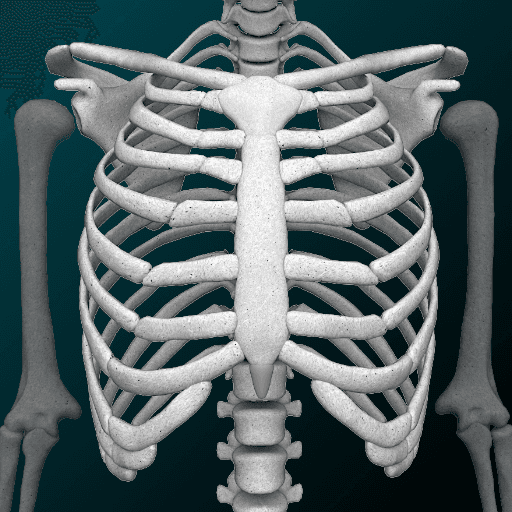 Osseous System in 3D (Anatomy)