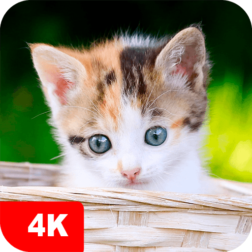 Kitten Wallpapers 4K