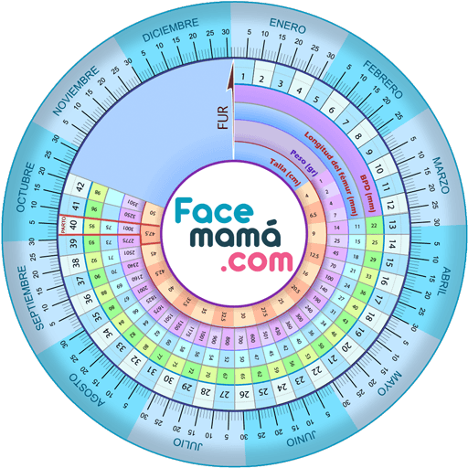 Pregnancy Weeks Calculator