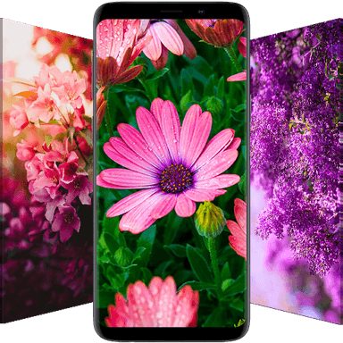 Flower Wallpapers in HD, 4K